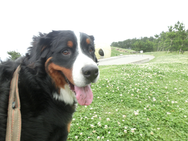 犬の保育園の茅ヶ崎公園への楽しいお散歩！