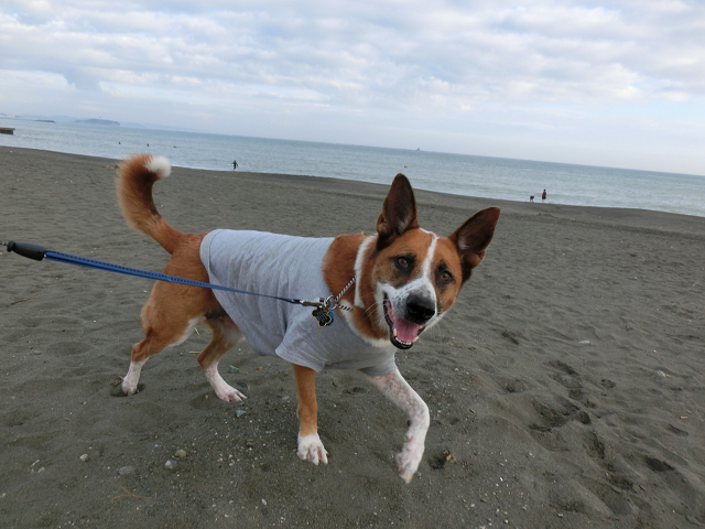 湘南　犬　泊り　宿泊、また来ましたよ！海の散歩が楽しみです！