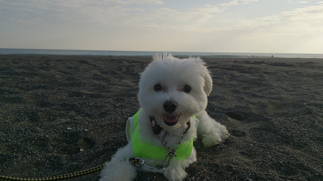 湘南ペットホテル、犬の保育園、今日も海までお散歩頑張りました！