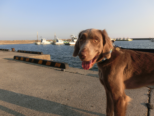 湘南ペットホテル、犬の保育園、茅ヶ崎漁港に来ました！