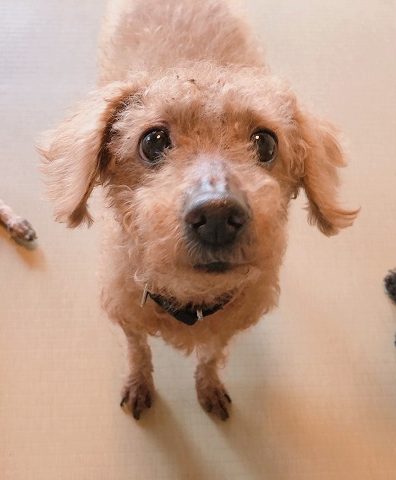 保護犬プロジェクト　モンドくん