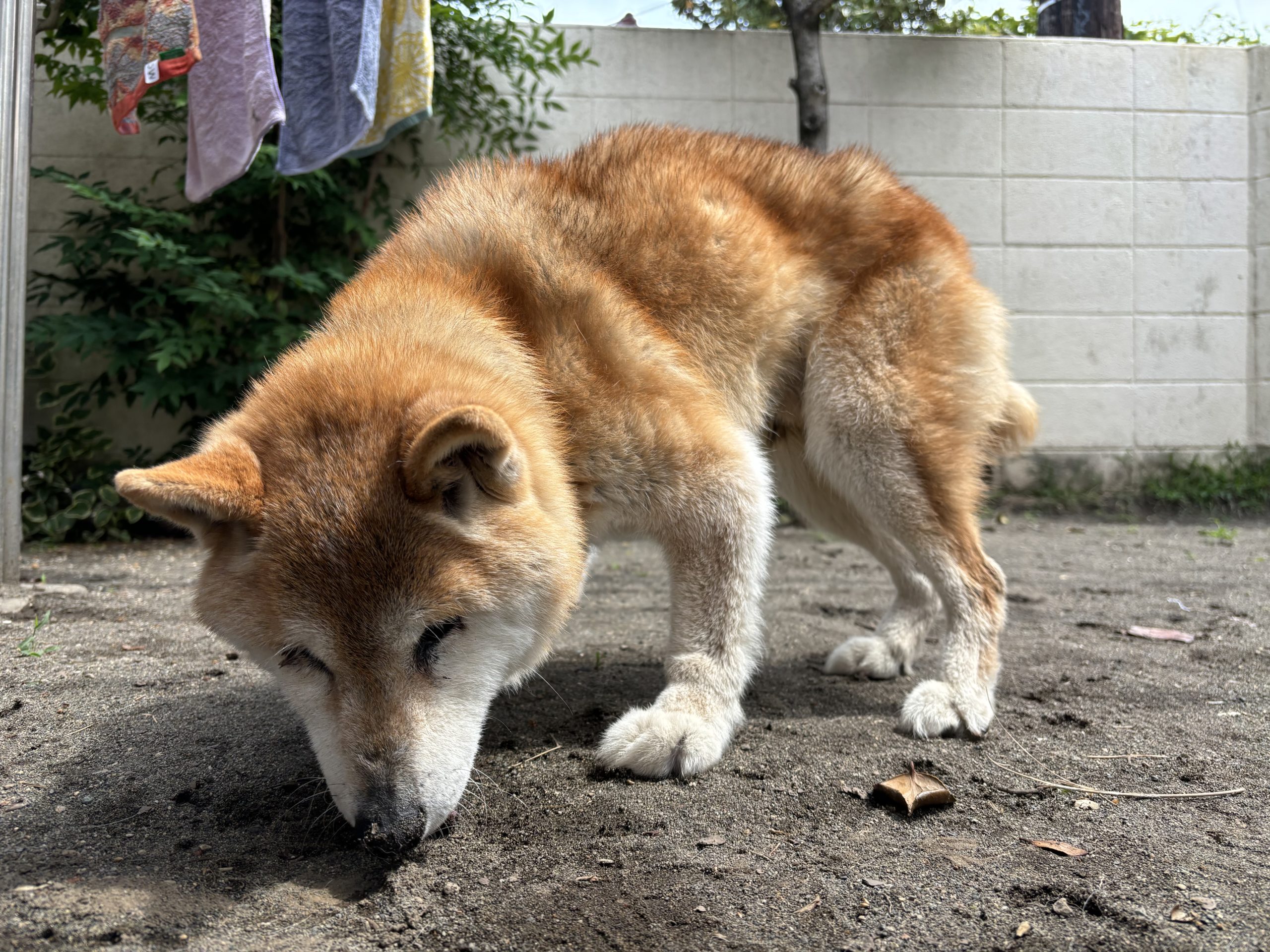 シニア犬　ペットホテルの庭で遊ぶ