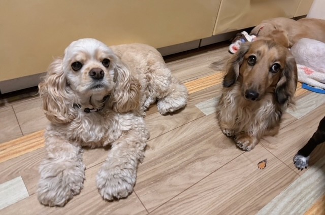 ペットホテルのお客様　おっとりお嬢様チーム