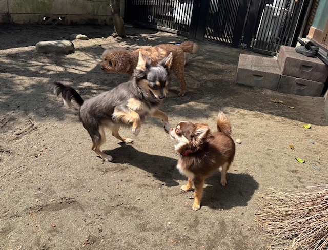庭でたっぷり遊ぶ犬