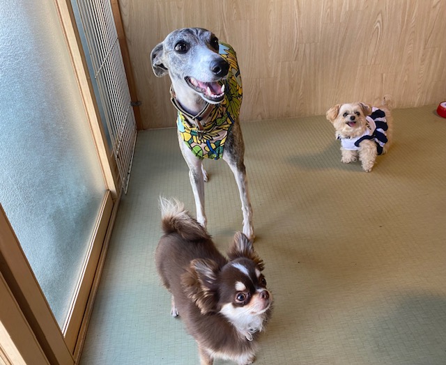 ペットホテルのお客様　元気はつらつチーム