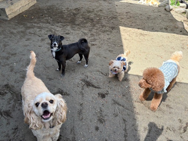 茅ヶ崎海岸の風がペットホテルの庭にも　仲良し犬たち