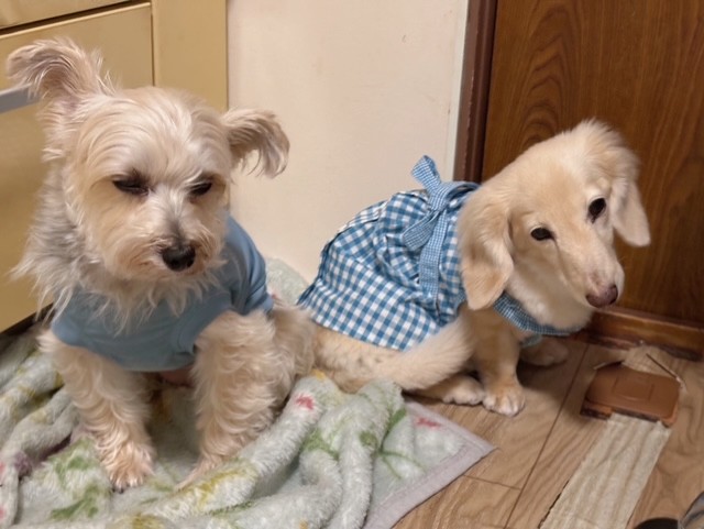 ペットホテルで楽しい再会　まったり犬