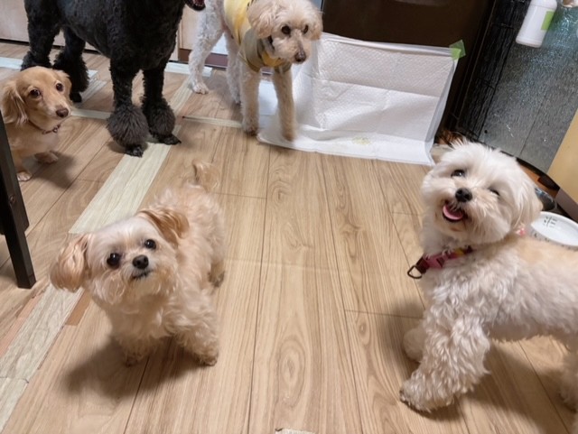 ペットホテルの部屋でフリーで　それぞれが楽しむ犬