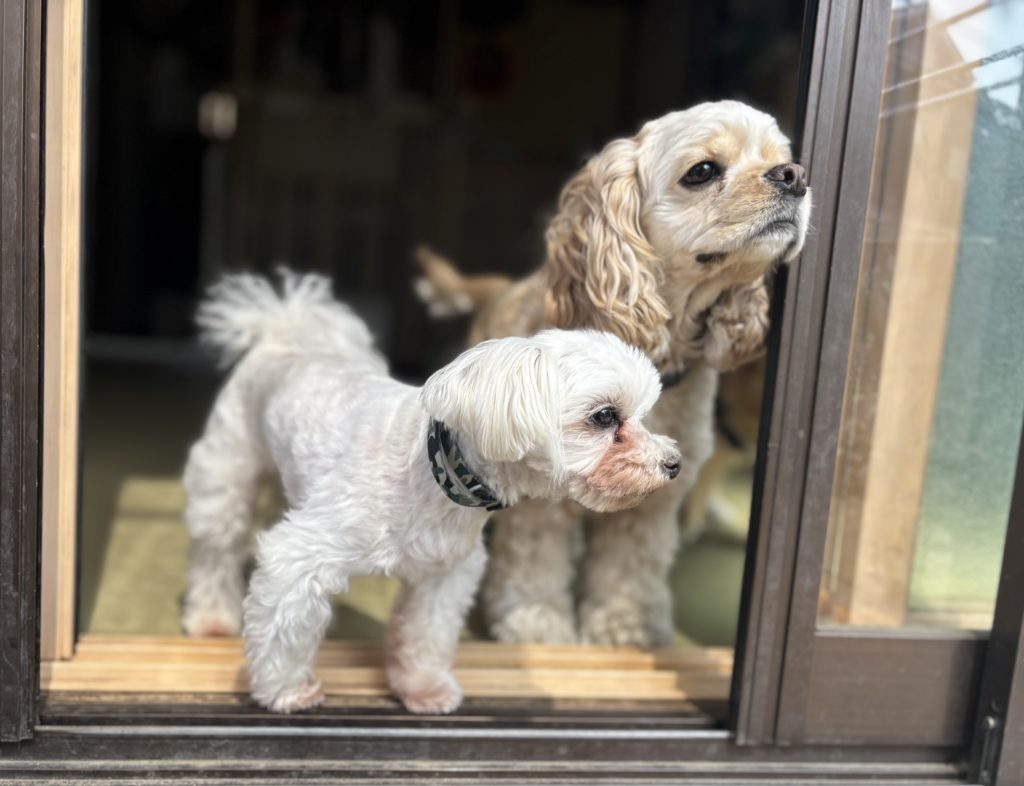 日向ぼっこ日和　犬　縁側