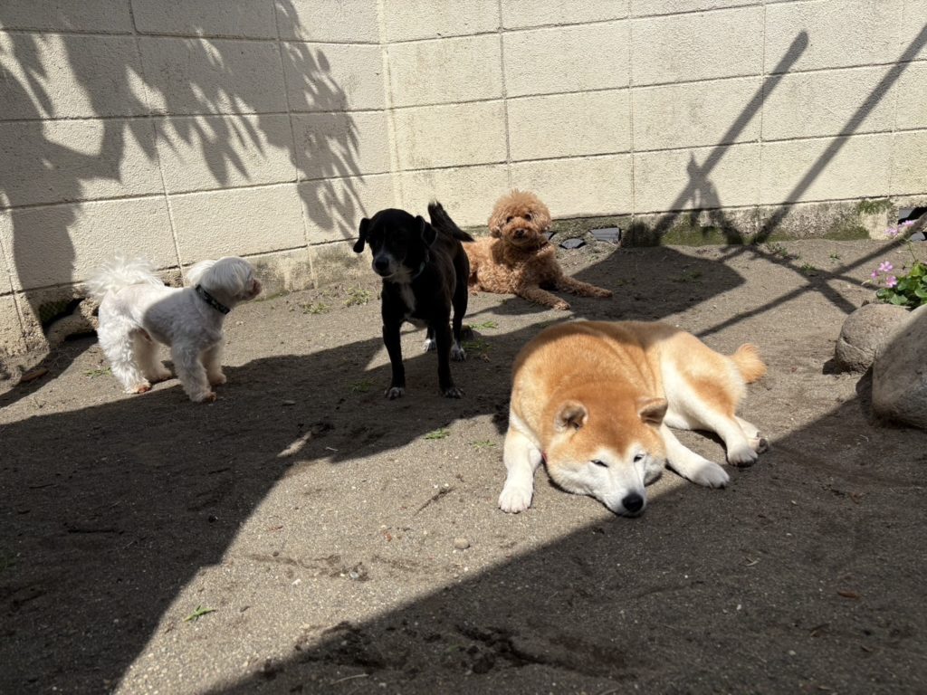 庭の解放感を楽しむ犬たち