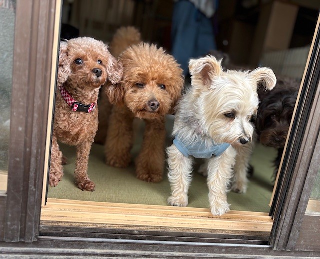 縁側でのんびり過ごす犬たち