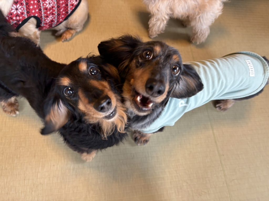 犬同士　素敵な出会いがある　ペットホテル