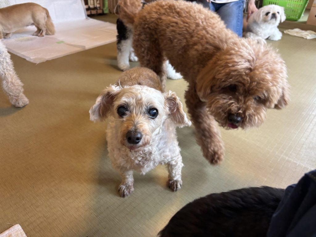犬たちの憩いの場　茅ヶ崎のペットホテル