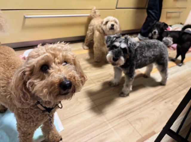 ペットホテルで犬同士の交流　出会いが広がる