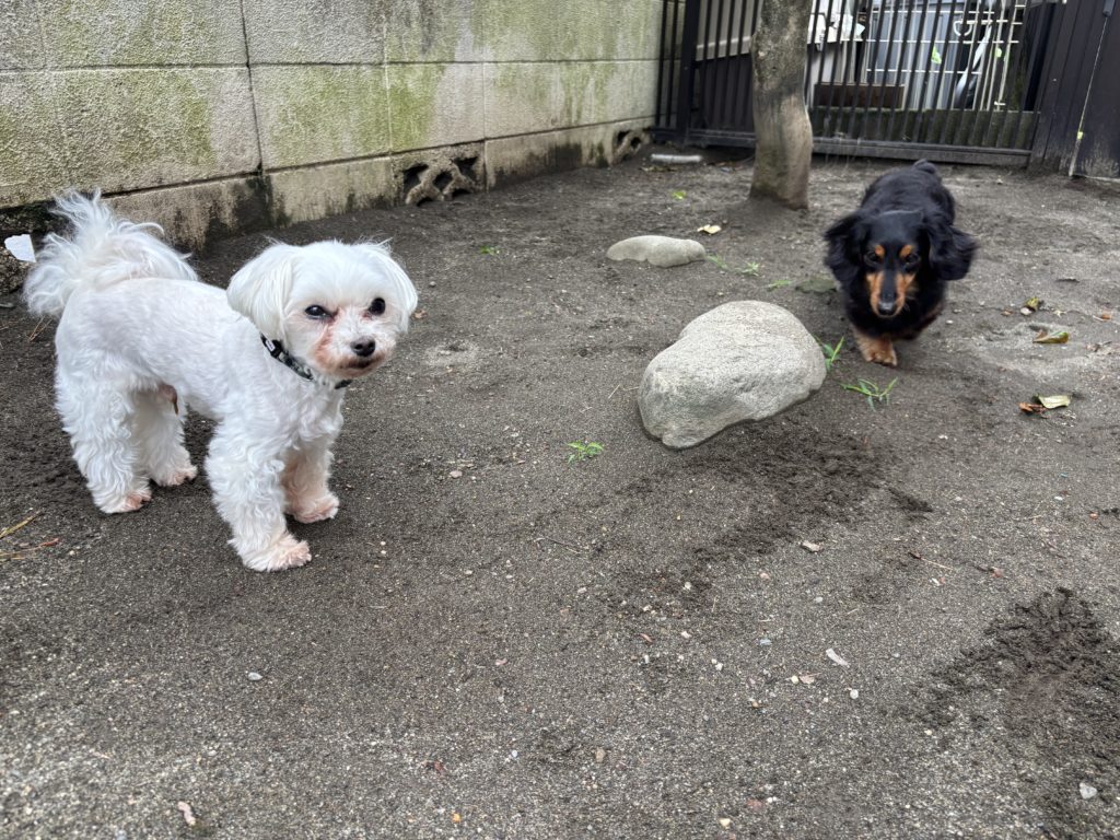 お庭でのびのび過ごせるペットホテル