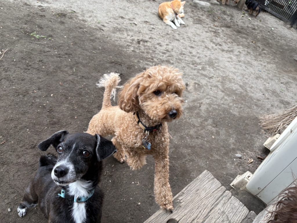 ペットホテル　スタッフに駆け寄る犬たち