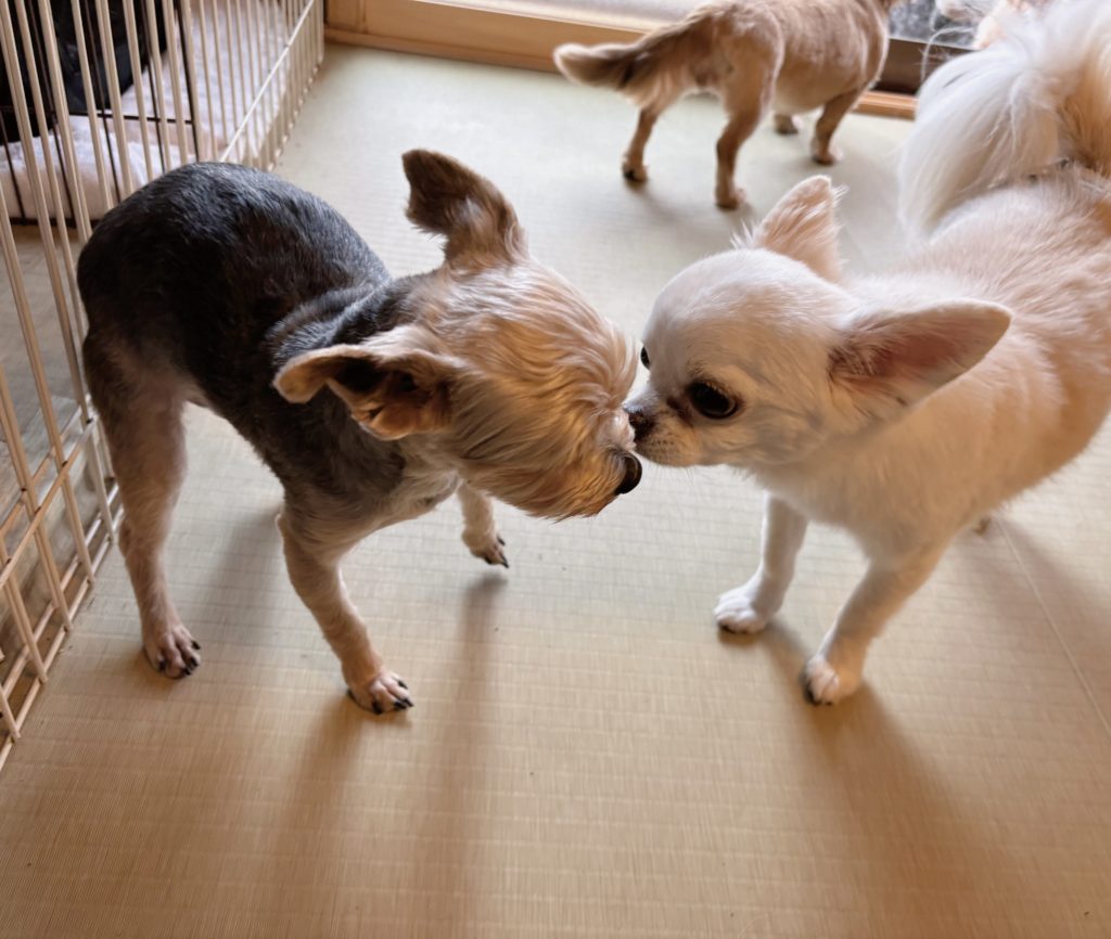 犬同士の静かで優しい挨拶