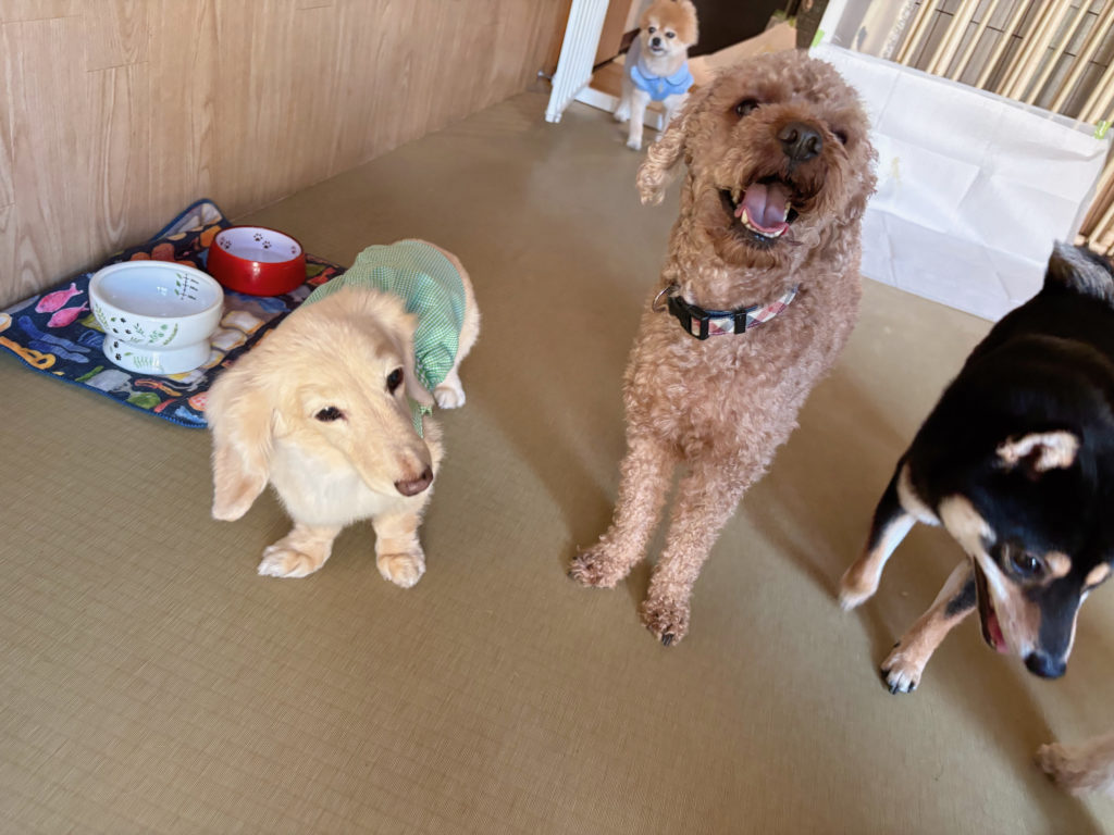 アットホームなペットホテル　犬ものんびり
