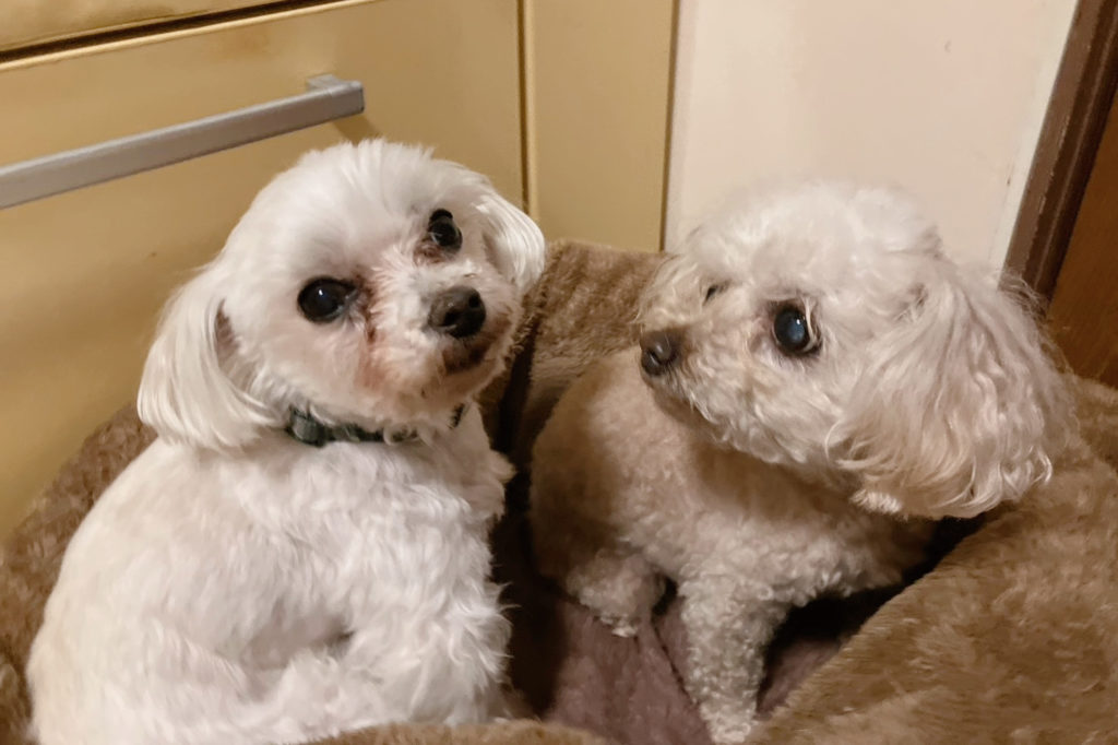 犬仲間の絆　仲良し犬