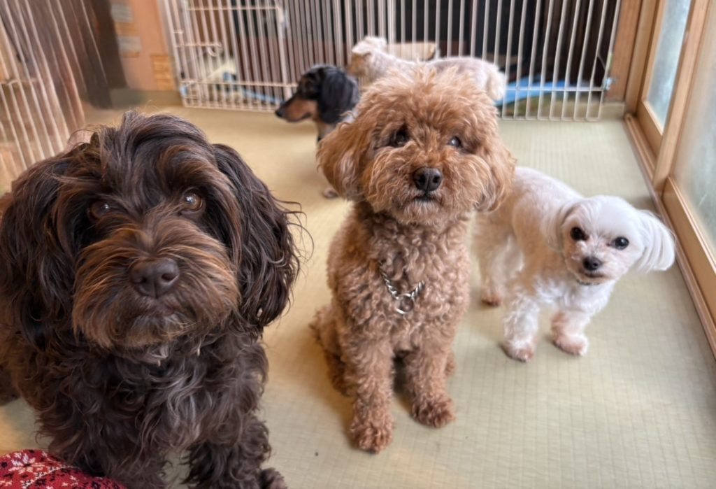 それぞれの犬の気持ちを大切に　犬のコミュニティ