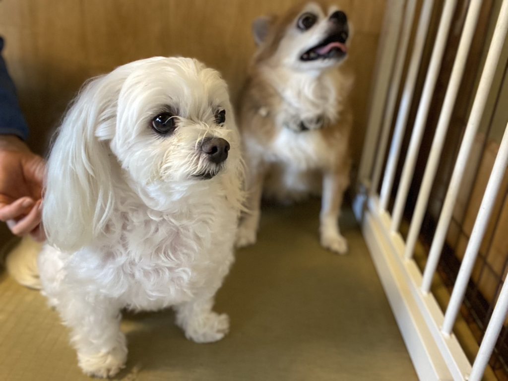 犬仲間とまったり過ごす