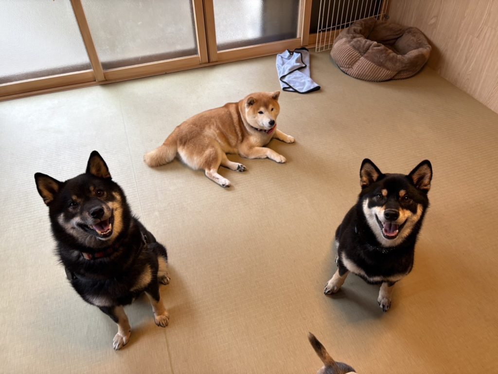 犬たちの社交場　ペットホテル　笑顔の犬たち