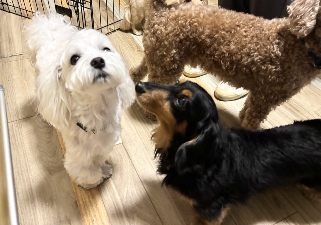 犬仲間と過ごす　ペットホテル