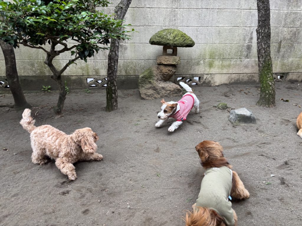 ペットホテルの庭で遊ぶ犬たち