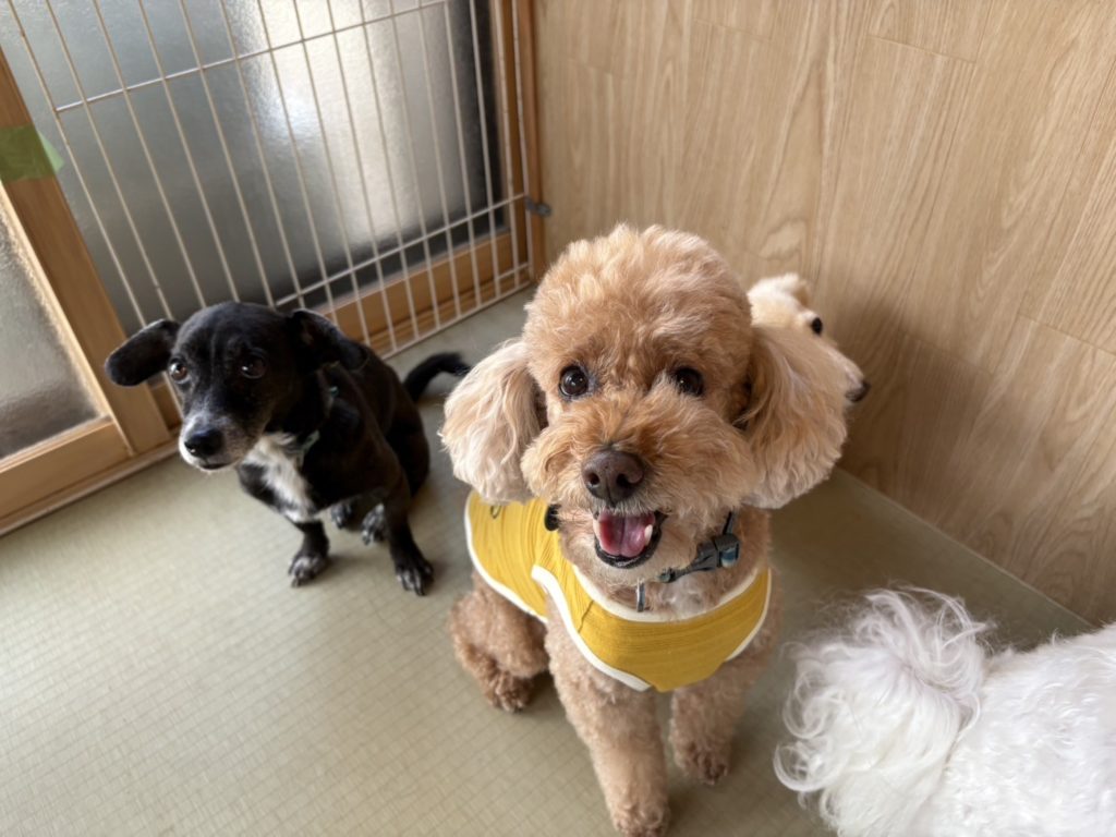 ペットホテル　室内でリラックスする犬