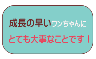 成長期の犬にとても大切なこと