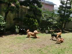 ペットホテルの庭で遊ぶ犬