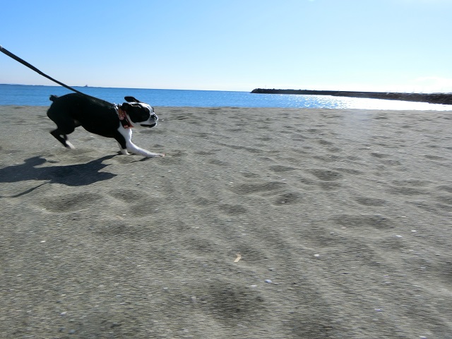 湘南のビーチを走る　犬散歩