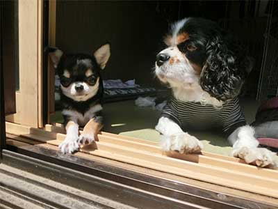 日向ぼっこする犬たち