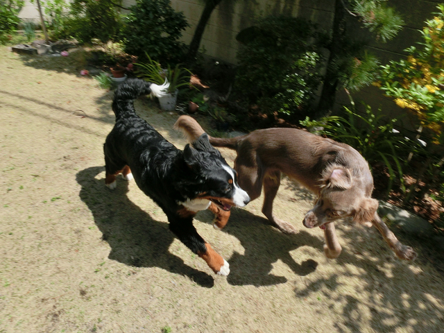 日当たりの良い一軒家の庭で 大型犬のドッグラン さすが大迫力 わんこのうち中海岸 湘南のペットホテル