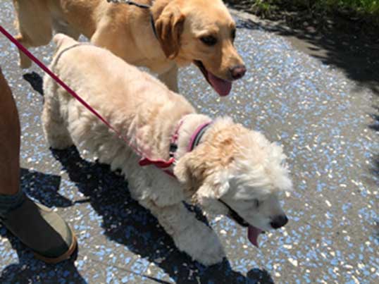 愛犬ラテとグレンの湘南海岸散歩